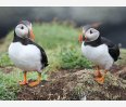 puffins by RM