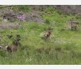 Stags on the hillside