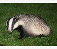 Badger