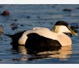 Eider duck