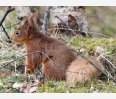 Red squirrel