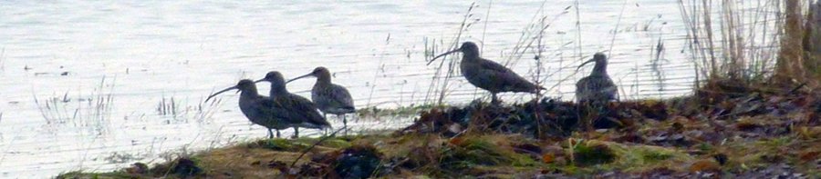 curlews banner