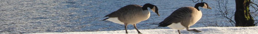 canada geese (3)